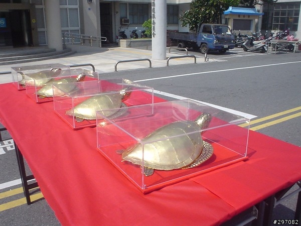 元宵節金龜