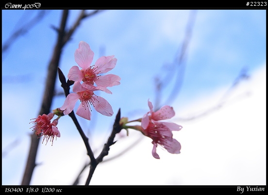 [400D] 櫻花