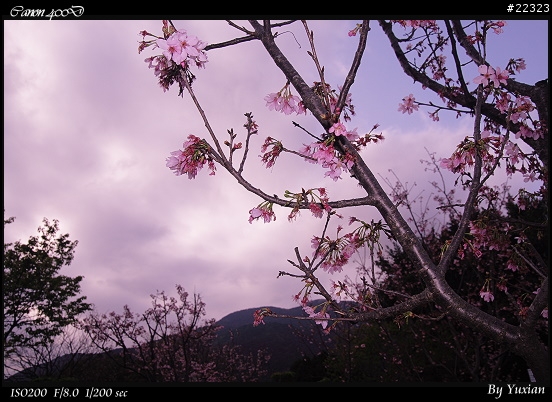 [400D] 櫻花