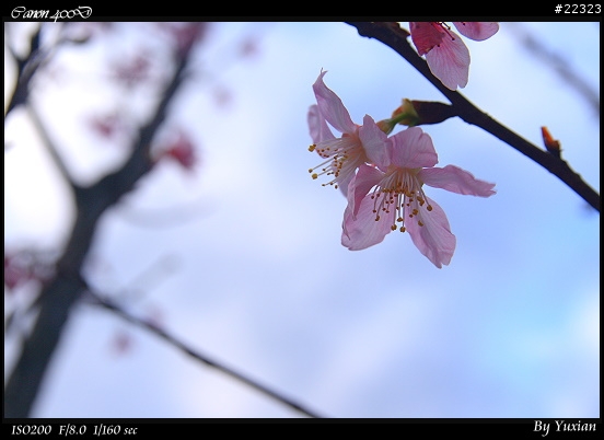 [400D] 櫻花