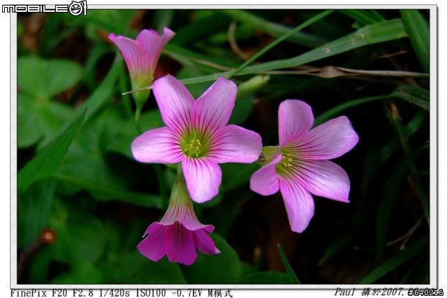 Fujifilm F20入手試拍