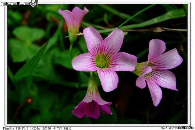 Fujifilm F20入手試拍