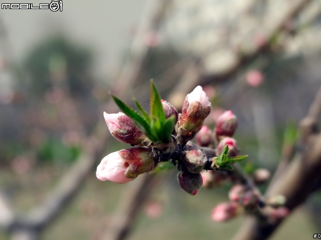 3.26日新作：一组微距拍摄的花。