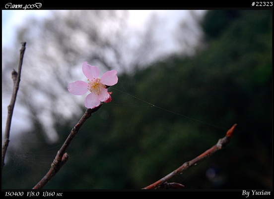 [400D] 櫻花