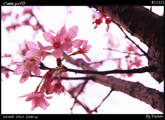 [400D] 櫻花