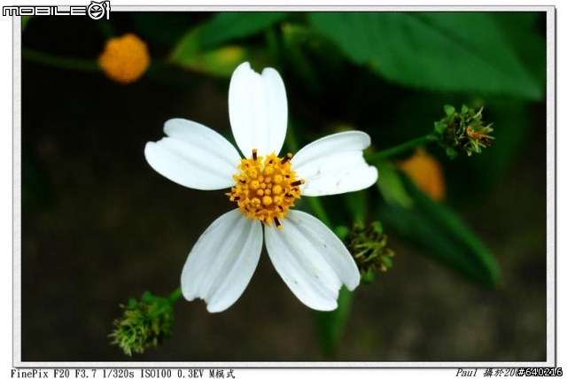 Fujifilm F20入手試拍