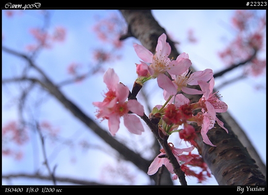 [400D] 櫻花