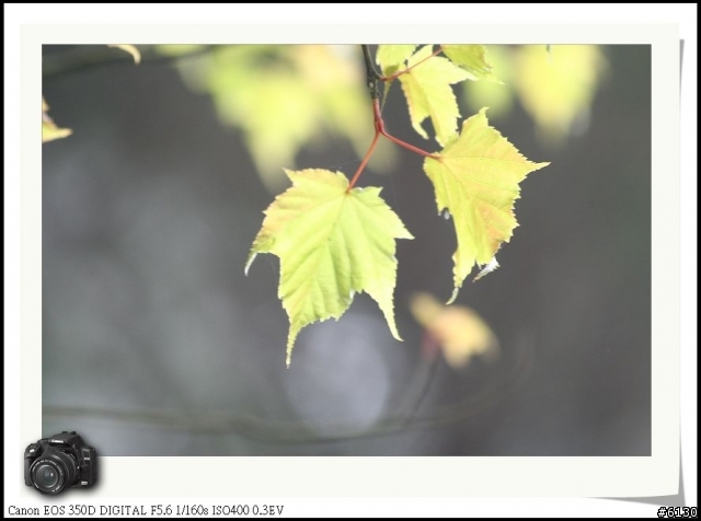 350D 小小黑賞花去~