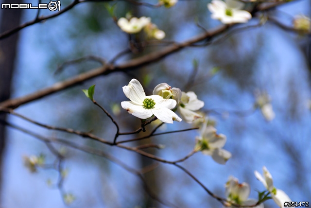 [圓夢分享] Nikon 大三元 的最後一隻，終於取得了 ~~ 小小灰 AF-S 28-70mm f/2.8 開箱!! Part.3 圖片多數追加 ~~