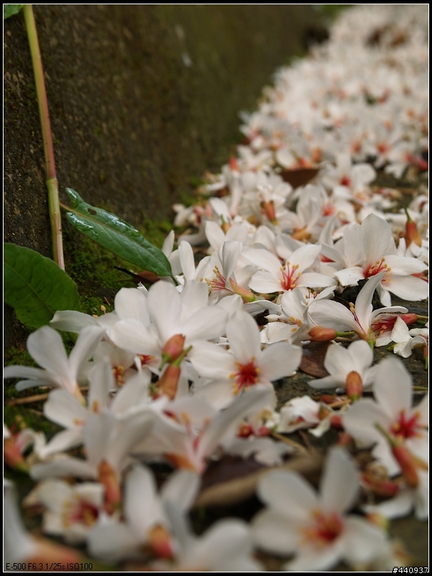 用E-500+Sigma 18-50mm 拍桐花之美