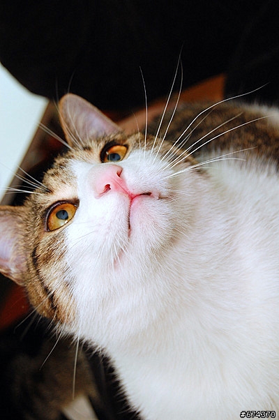 新手不才，D40，家中猫咪