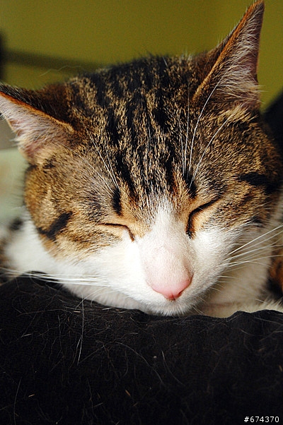 新手不才，D40，家中猫咪