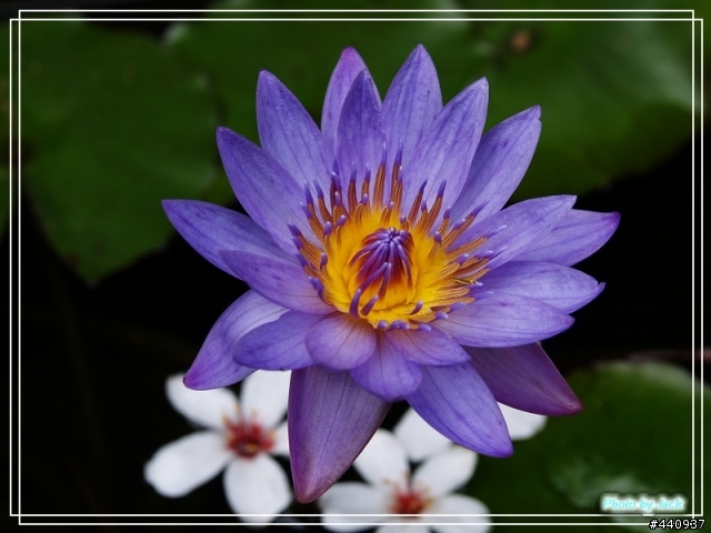 三義油桐花 & 睡蓮 by E-500 + Sigma 18-50 f/2.8 Macro