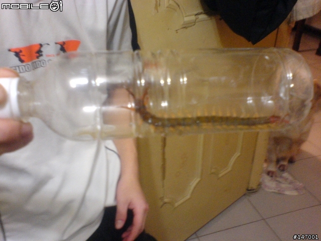 剛剛在家抓到的蜈蚣