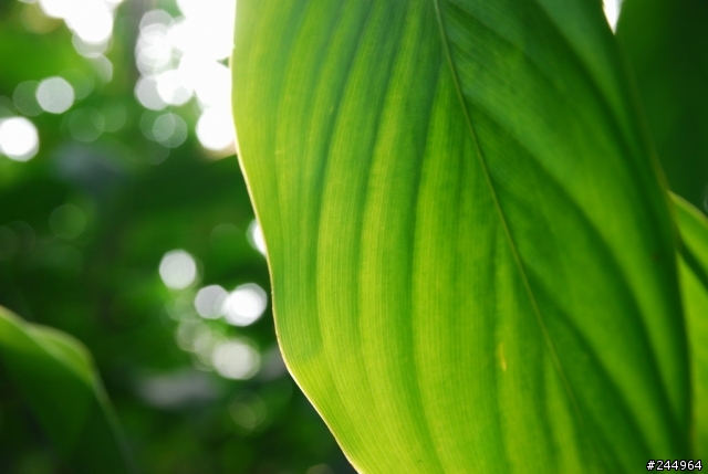 歡迎大家來貼圖!!SIGMA 18-50 F2.8 MACRO  新手超不專業試拍