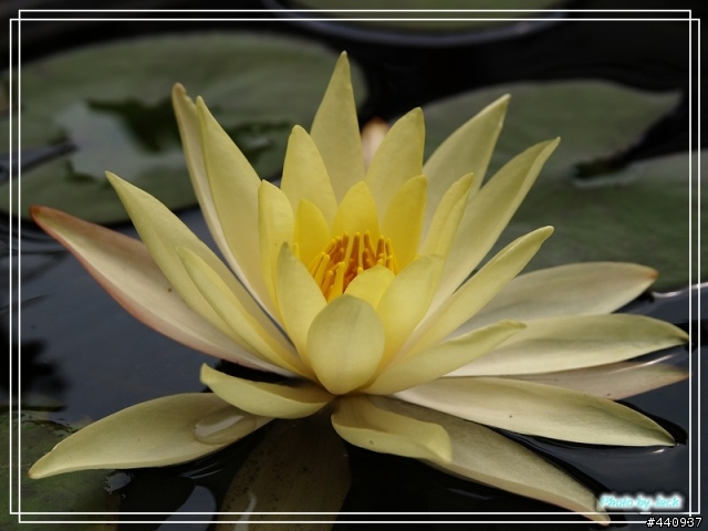 三義油桐花 & 睡蓮 by E-500 + Sigma 18-50 f/2.8 Macro