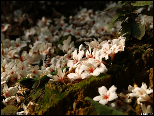 用E-500+Sigma 18-50mm 拍桐花之美