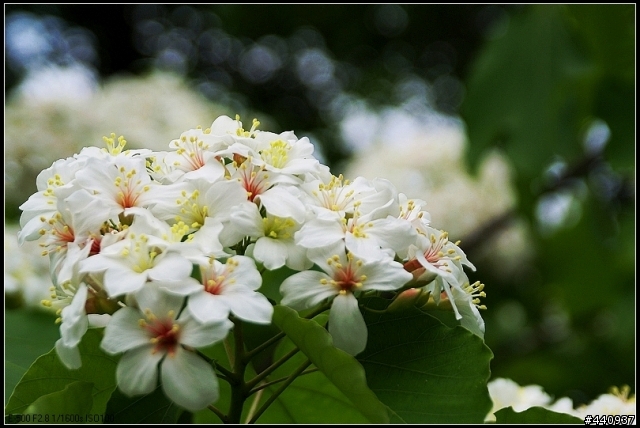 用E-500+Sigma 18-50mm 拍桐花之美