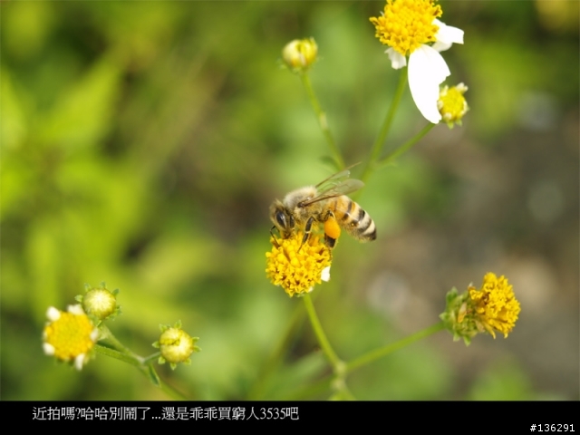 [心得分享]E500 & 17.5-45MM & OM 50MM 1.8 & AF 2800 之"倒"聽"圖"說(圖多老花眼勿近)