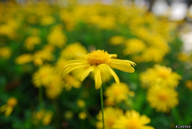 歡迎大家來貼圖!!SIGMA 18-50 F2.8 MACRO  新手超不專業試拍