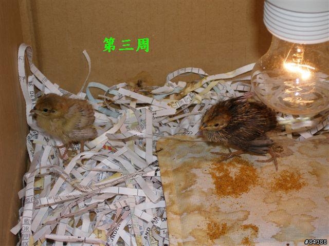 [分享]迷你雞的成長日記