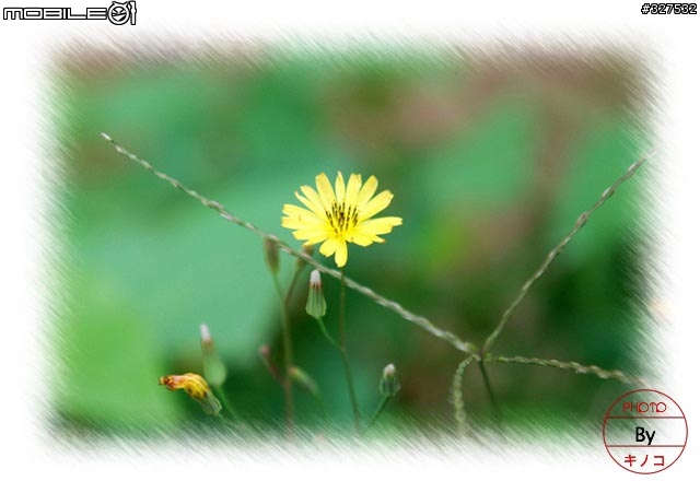 [D80長期分享][2007.08.13更新]新手分享購入及使用心得