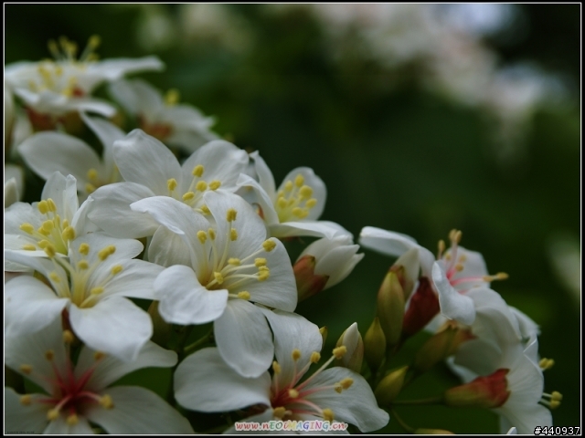 用E-500+Sigma 18-50mm 拍桐花之美