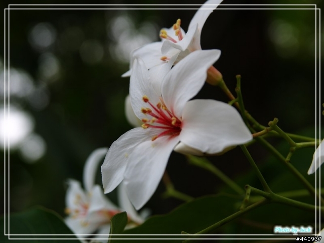 三義油桐花 & 睡蓮 by E-500 + Sigma 18-50 f/2.8 Macro
