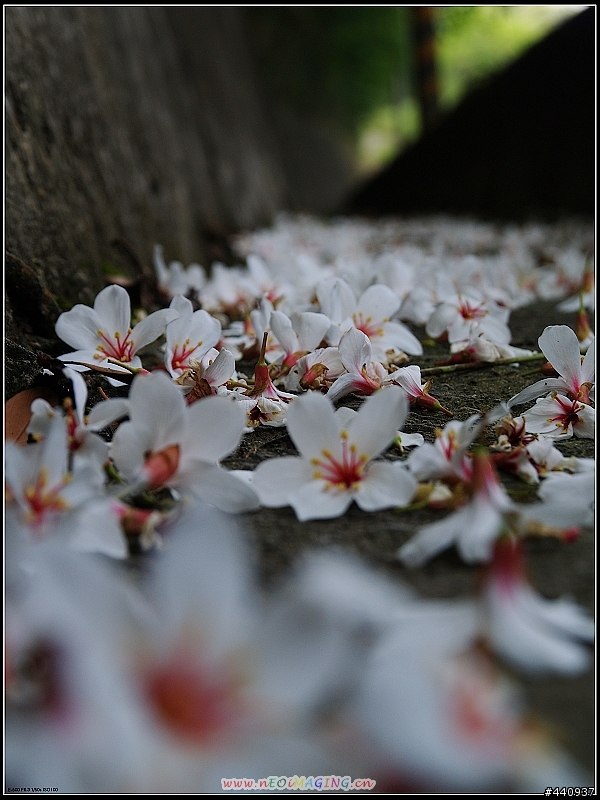 用E-500+Sigma 18-50mm 拍桐花之美
