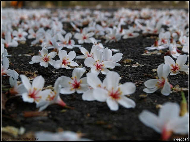 用E-500+Sigma 18-50mm 拍桐花之美