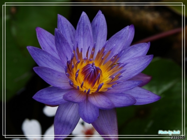 三義油桐花 & 睡蓮 by E-500 + Sigma 18-50 f/2.8 Macro