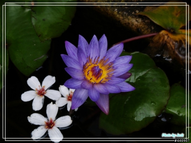 三義油桐花 & 睡蓮 by E-500 + Sigma 18-50 f/2.8 Macro
