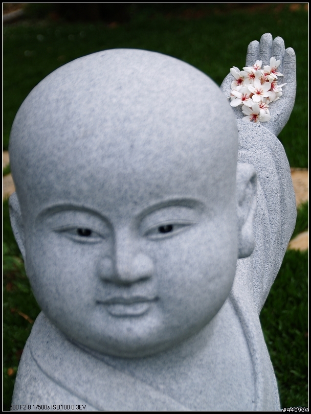 用E-500+Sigma 18-50mm 拍桐花之美