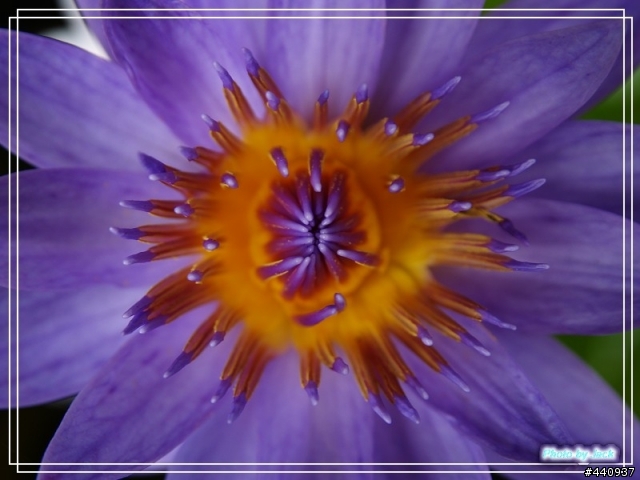 三義油桐花 & 睡蓮 by E-500 + Sigma 18-50 f/2.8 Macro