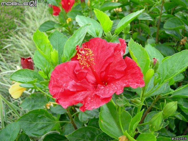 [心得分享]NIKON P2 花蓮遠來飯店隨手拍拍!