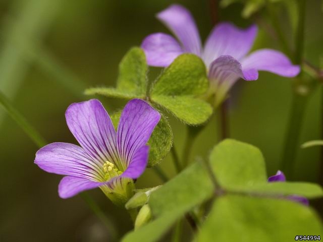 L1遇福倫達125/2.5L的美麗邂逅