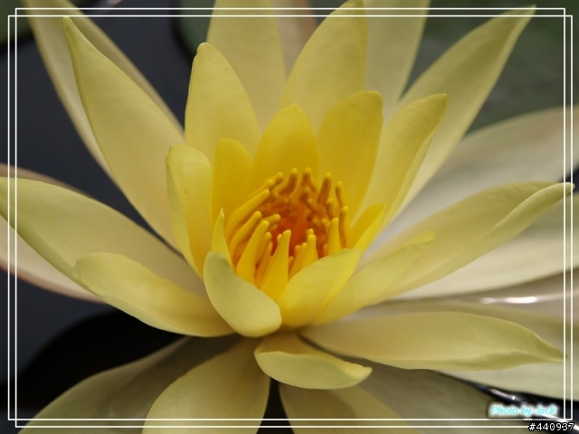 三義油桐花 & 睡蓮 by E-500 + Sigma 18-50 f/2.8 Macro