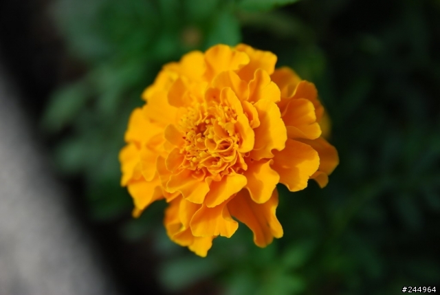 歡迎大家來貼圖!!SIGMA 18-50 F2.8 MACRO  新手超不專業試拍