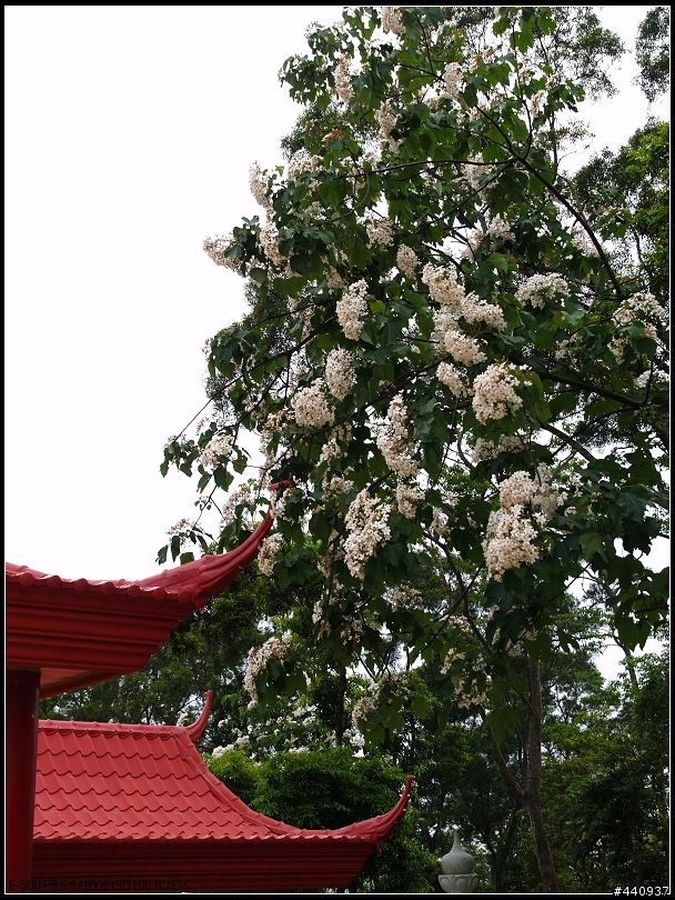 用E-500+Sigma 18-50mm 拍桐花之美