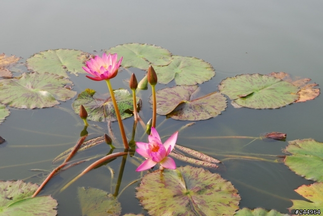 歡迎大家來貼圖!!SIGMA 18-50 F2.8 MACRO  新手超不專業試拍