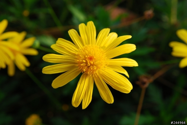 歡迎大家來貼圖!!SIGMA 18-50 F2.8 MACRO  新手超不專業試拍