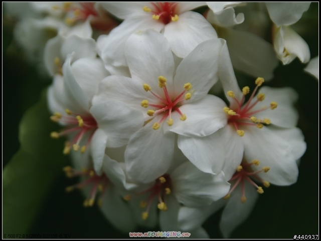 用E-500+Sigma 18-50mm 拍桐花之美