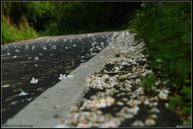 用E-500+Sigma 18-50mm 拍桐花之美