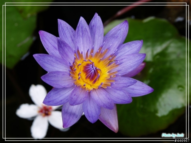 三義油桐花 & 睡蓮 by E-500 + Sigma 18-50 f/2.8 Macro