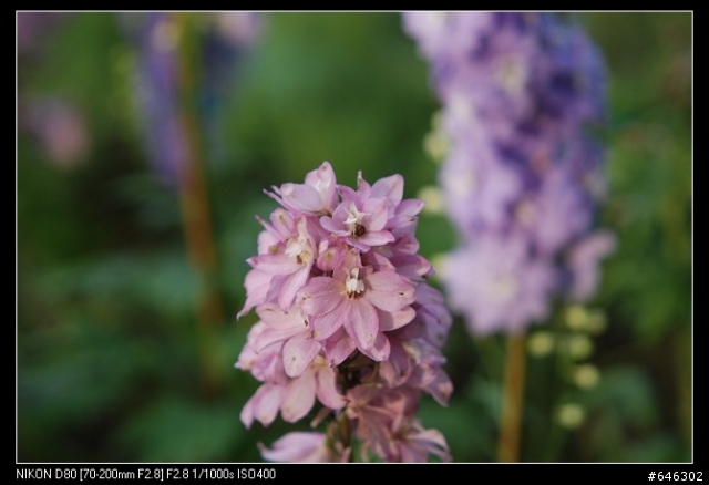 [分享]Sigma 70-200 F2.8 APO EX DG MACRO HSM