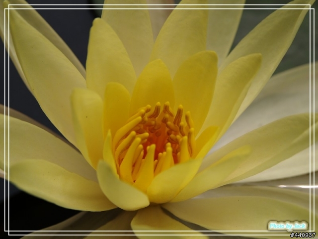 三義油桐花 & 睡蓮 by E-500 + Sigma 18-50 f/2.8 Macro