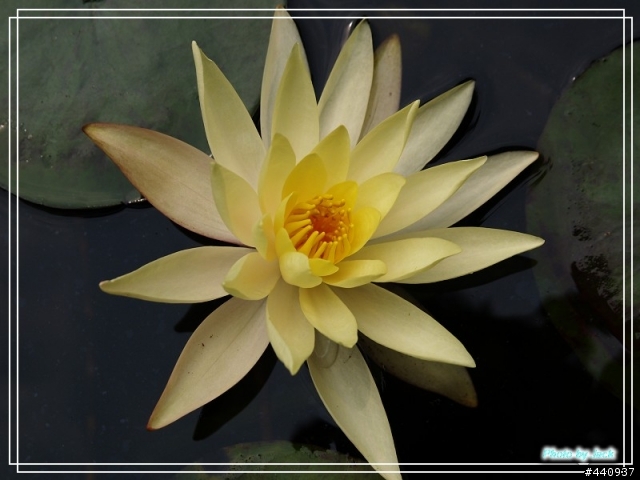 三義油桐花 & 睡蓮 by E-500 + Sigma 18-50 f/2.8 Macro