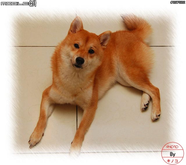 [D80長期分享][2007.08.13更新]新手分享購入及使用心得