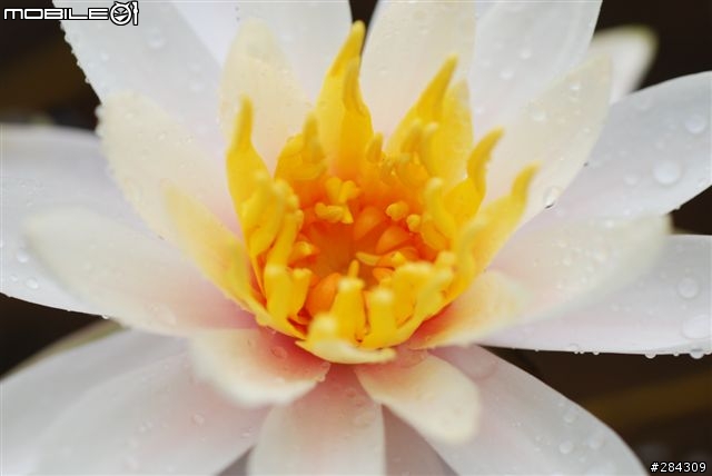 尼康鏡下的香港花展微距世界