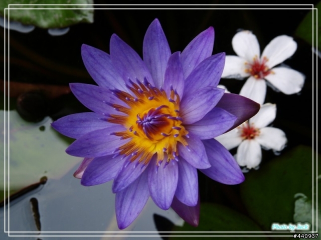 三義油桐花 & 睡蓮 by E-500 + Sigma 18-50 f/2.8 Macro